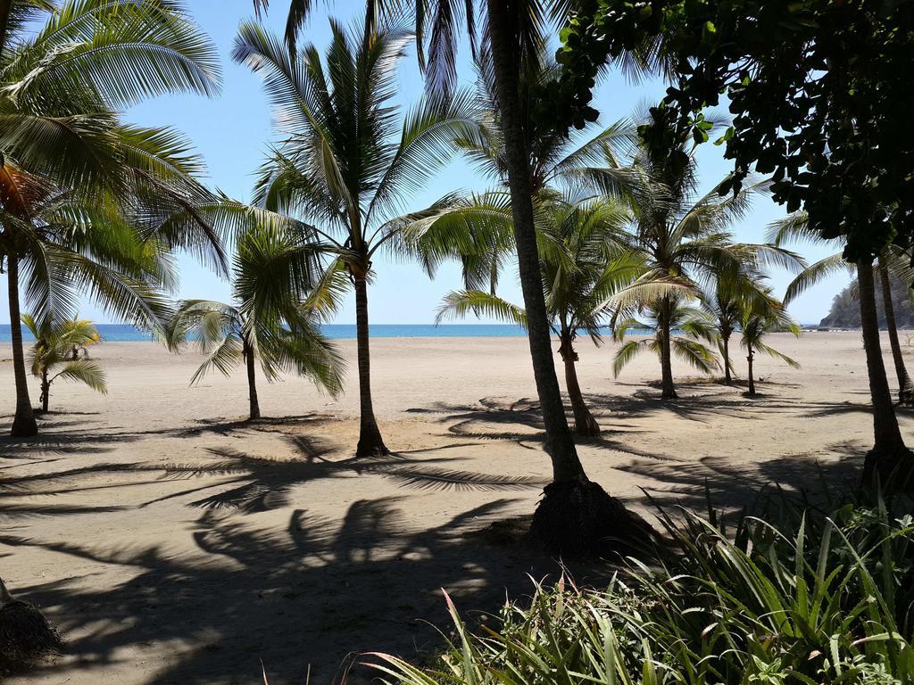 Pochote Grande Jacó